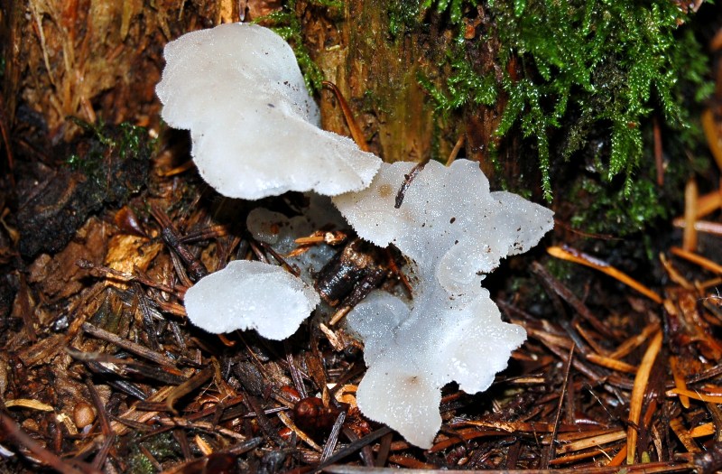 Pseudohydnum gelatinosum